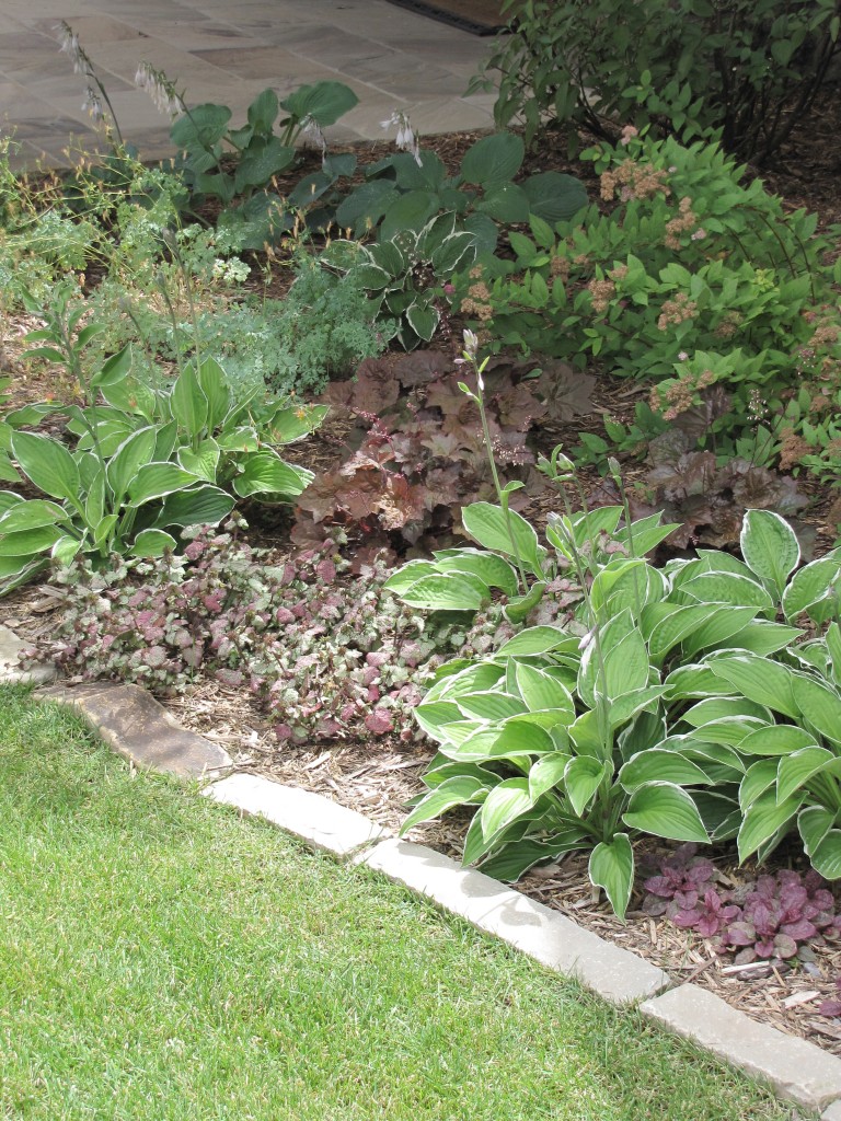 Shade garden plantings