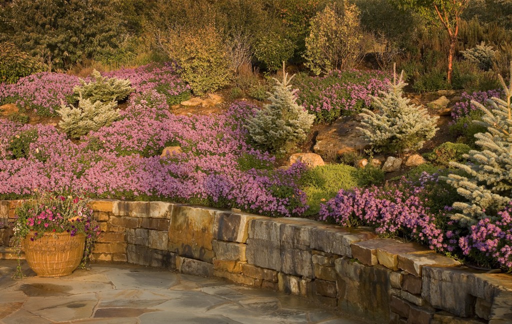 bostock poolside plants wall
